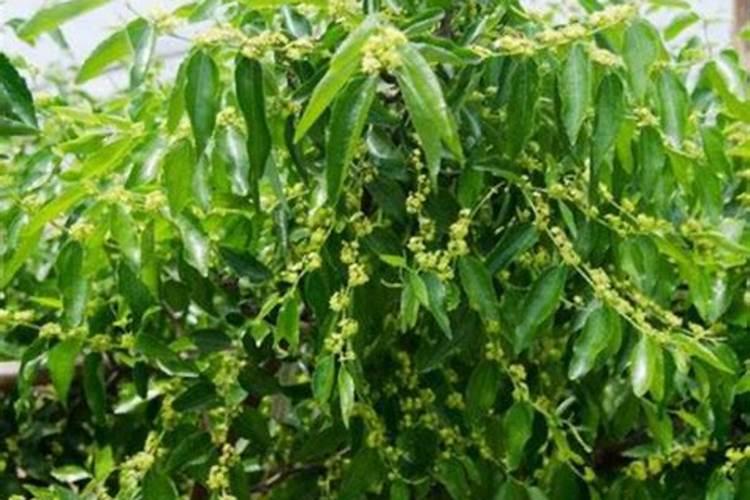 枣树上使用哪些叶面肥料效果比较好？