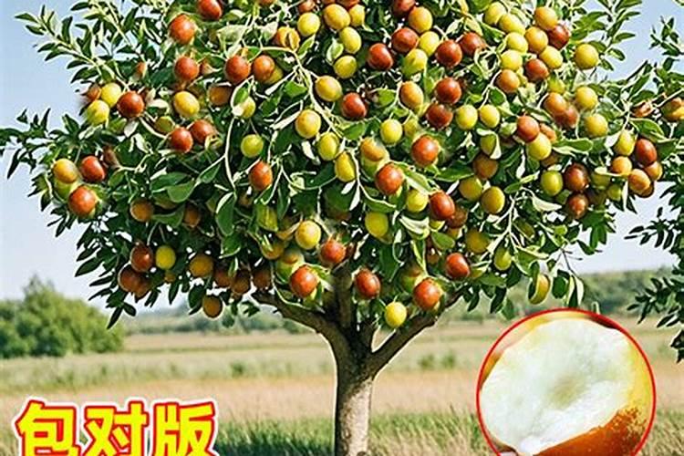 枣树施肥小窍门