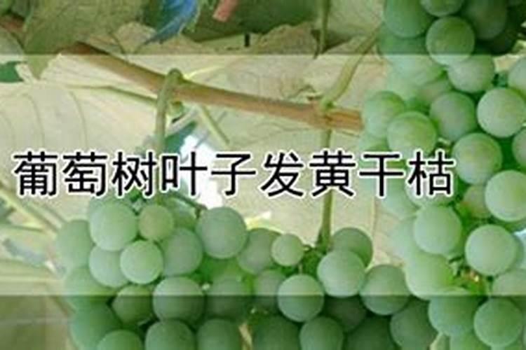 葡萄生根肥用什么好