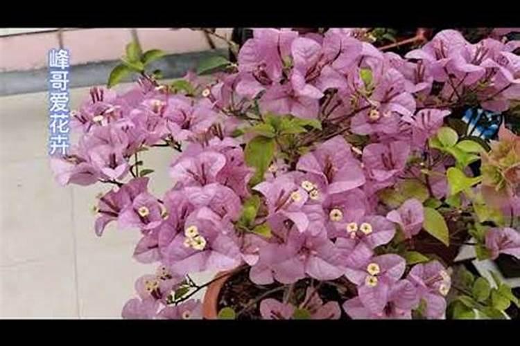 三角梅花肥哪种好  三角梅长花苞以后需要施肥吗