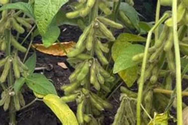 黄豆施肥的正确方法