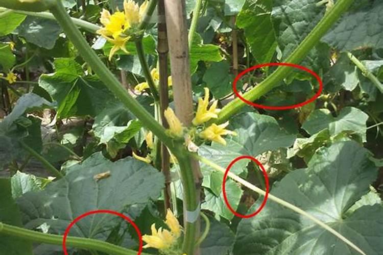 金橘树一般长多大？什么时间是开花季节？