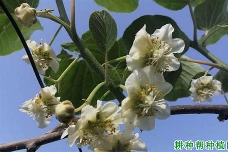 猕猴桃开花前使用什么肥料