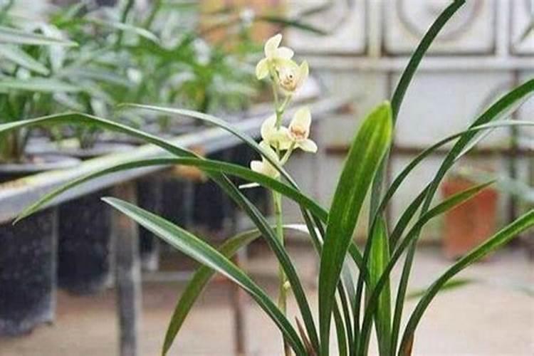 蟹爪兰与长寿花哪个好养