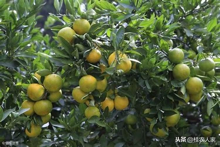 栀子花如何施肥年年开花大爆盆