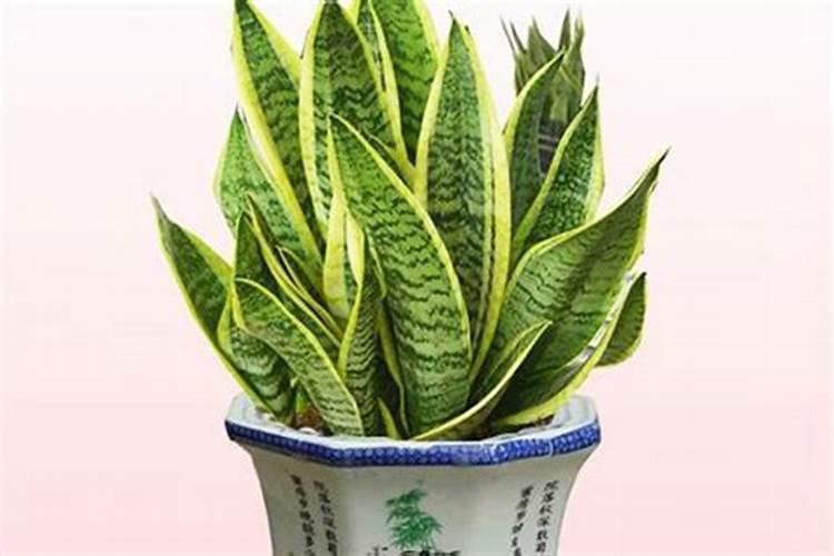 虎皮兰冬天能施肥吗