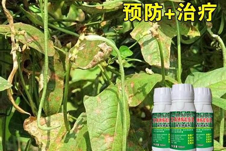 豆角叶子受虫害用什么药