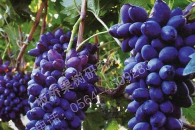 使用鱼蛋白肥会有什么效果？