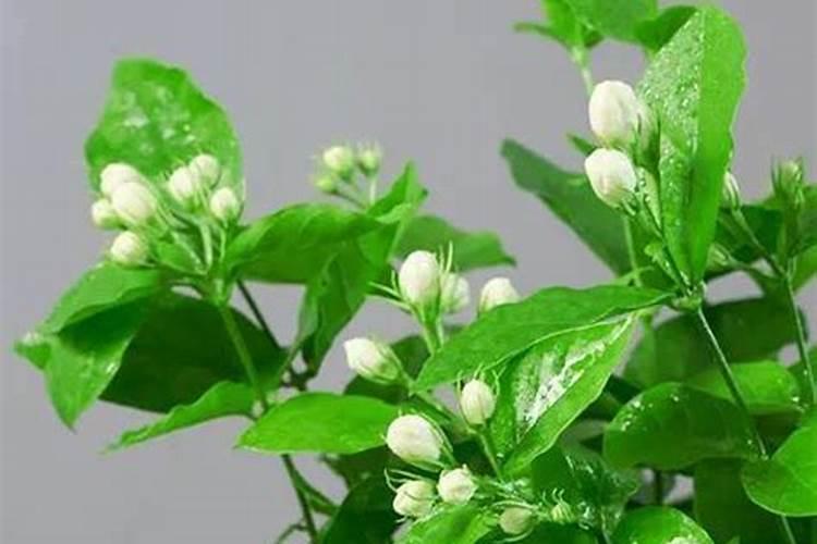 茉莉花施什么肥好,茉莉花施磷钾肥和有机肥最好