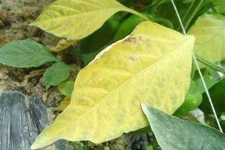 鱼腥草可以用种子种吗