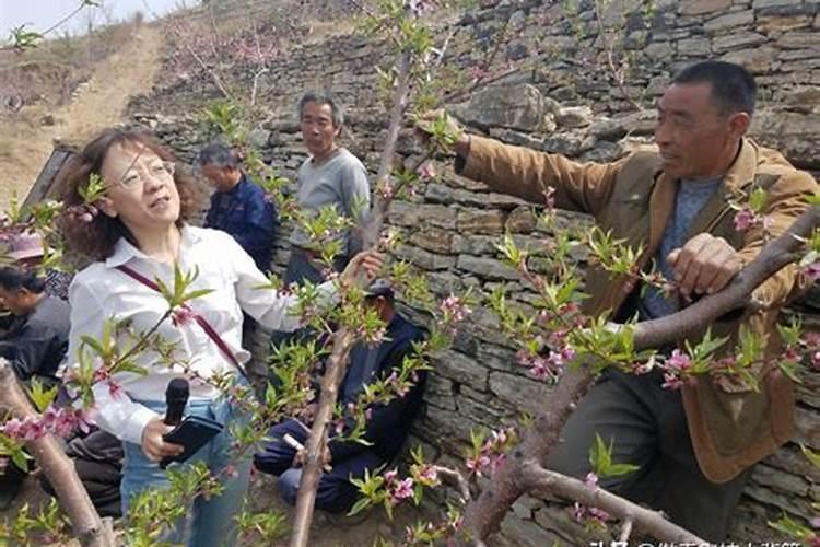桃树什么时候打药