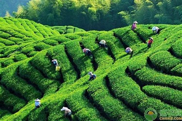 油茶树用什么肥料比较好油茶树用什么肥料比较好油茶树施什么肥比较...