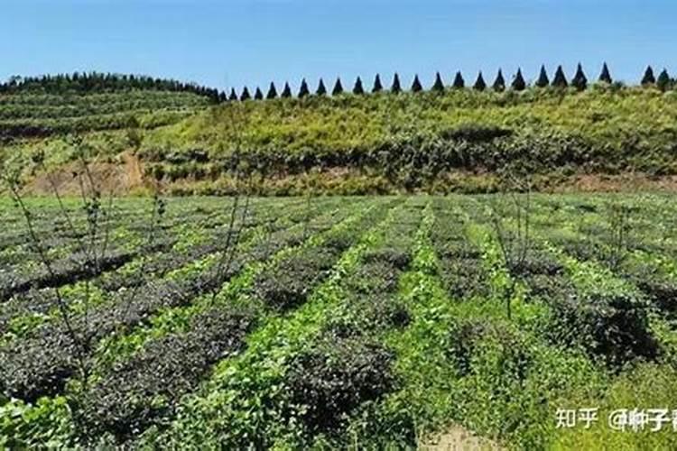 油茶树用什么肥料比较好油茶树用什么肥料比较好油茶树施什么肥比较...