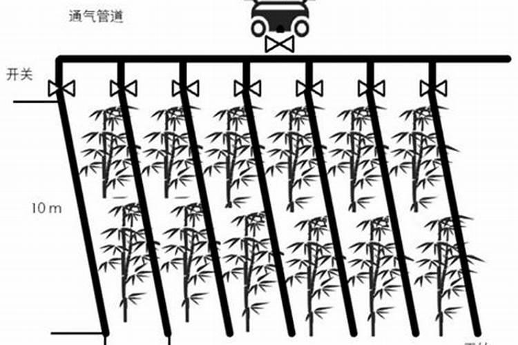 种雷竹需要什么肥料？