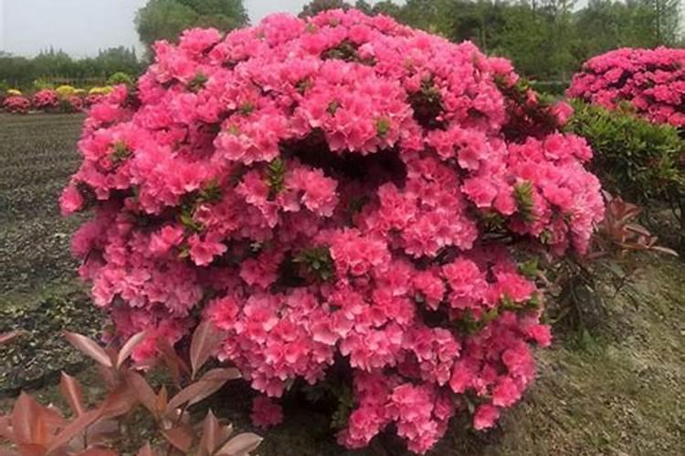 杜鹃花施什么肥最好