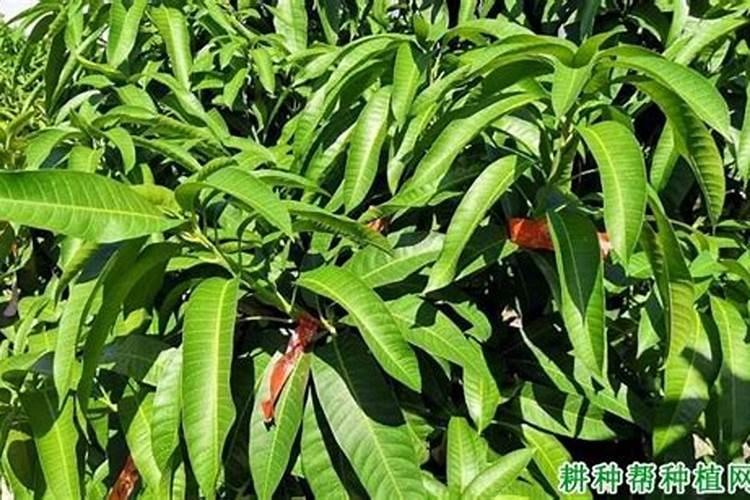 十三元素水溶肥可以喷白菜吗？