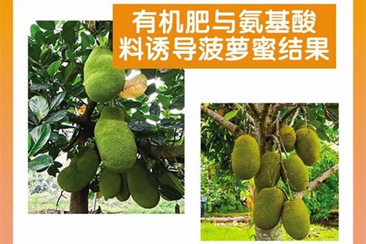 波罗蜜易掉果是什么原因？