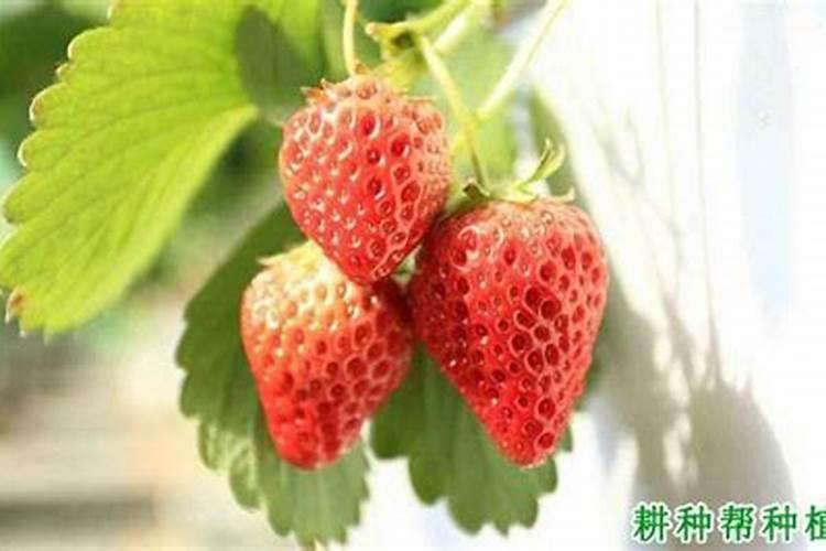 草莓酸怎么变甜 很酸的草莓要怎样处理才好吃