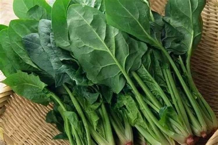 一喷绿叶面肥打了5天可以吃吗打在波菜和黄心莱？