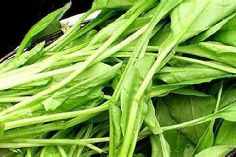 菠菜叶子内卷是什么原因？