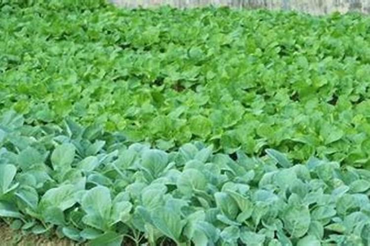 蔬菜里面的蓝色颗粒是什么肥料