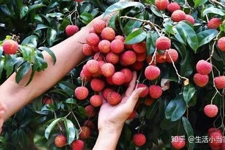 荔枝开花施什么肥
