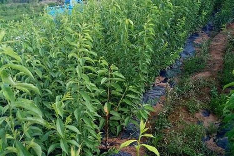 种葡萄用什么肥料