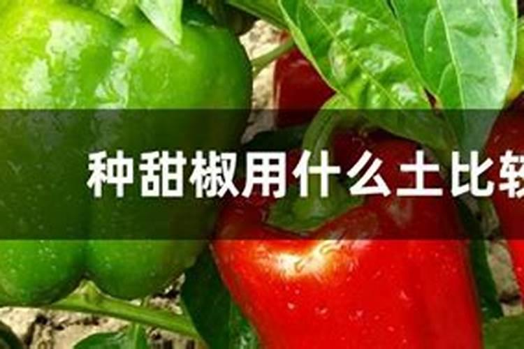 甜椒不坐果是什么原因？