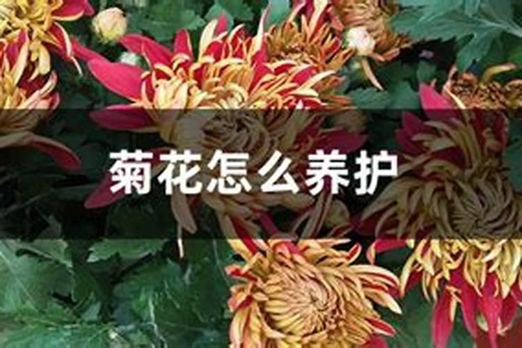 菊花有花蕾时能用磷酸二氢钾喷叶面肥吗