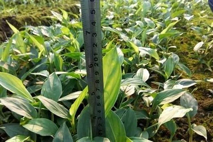 白芨用什么肥料最好