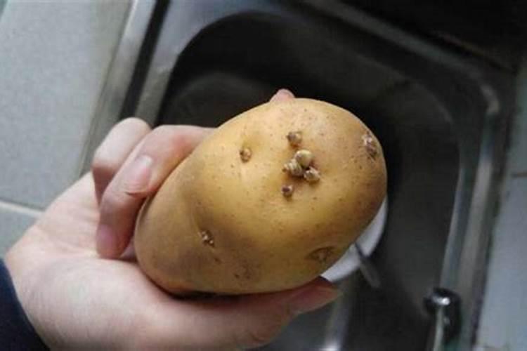 土豆施肥的方法 如何给土豆施肥