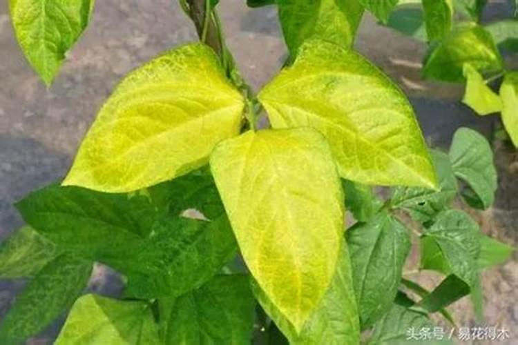 家里的盆栽杜鹃花着病害了,该如何防治？