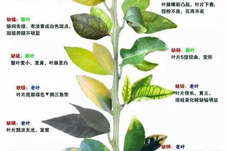 植物缺少各类无机盐有何现象【除氮、钾、磷,如硫、钙、硼等,要是都有...