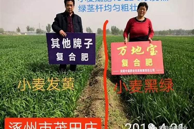 小麦追肥用什么肥料好
