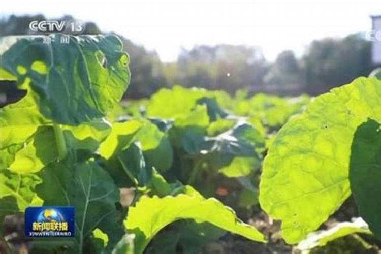 冬油菜的种植技术和田间管理