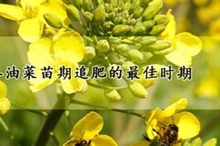 油菜硼肥的最佳使用时期和用量