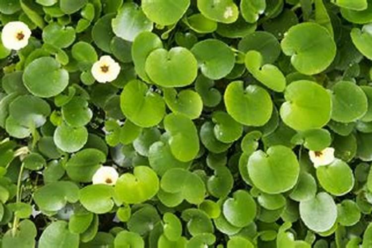 水葫芦可以养在室内吗