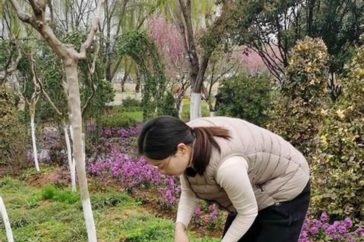 桃树苗可以浇肥水吗