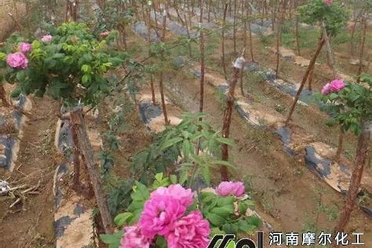 硫酸钾型复合肥对种花生可以用吗是撒撒在土壤表面还是埋起来？百度...