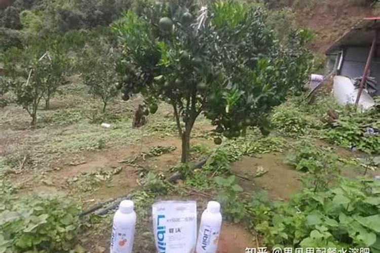 雨后果树喷施叶面肥应注意什么