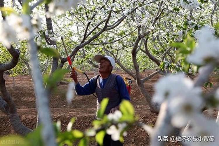 雨后果树喷施叶面肥应注意什么