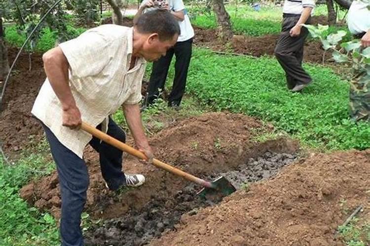 复合肥养花是兑水用好还是埋进土里效果好？