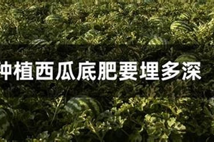 复合肥养花是兑水用好还是埋进土里效果好？
