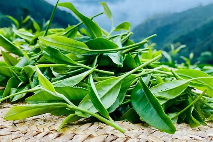桃树螨类害虫发病特点是什么？有哪些防治方法？