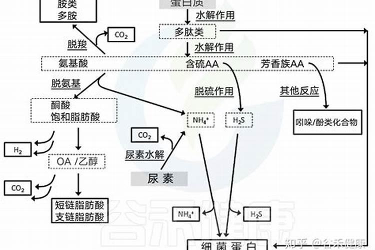 鱼蛋白为什么会发臭？