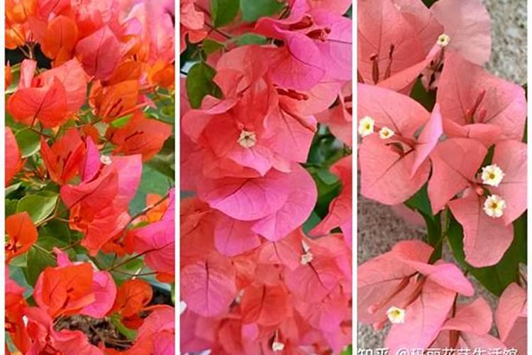 三角梅花肥用什么合适