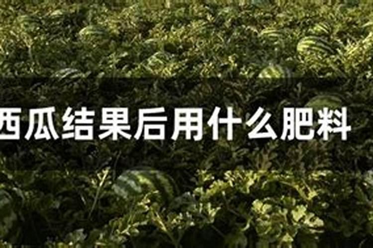 什么叶面肥施加在西瓜苗上好