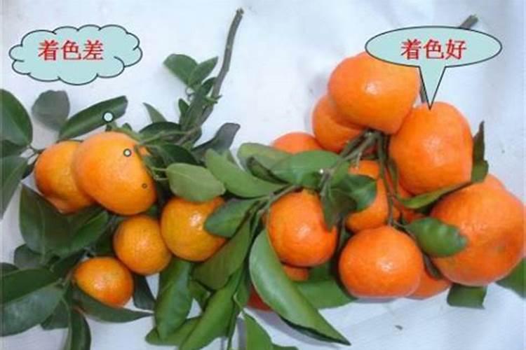 柑橘着色快增甜快用什么药,着色不均匀是什么原因