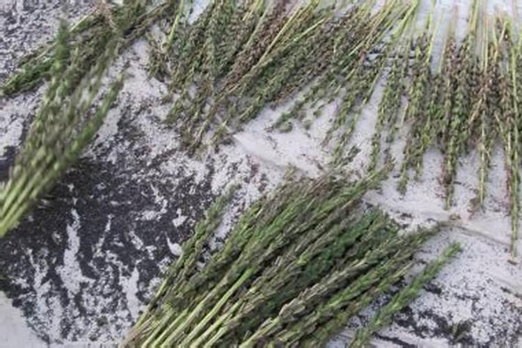 炒熟的芝麻怎样养花
