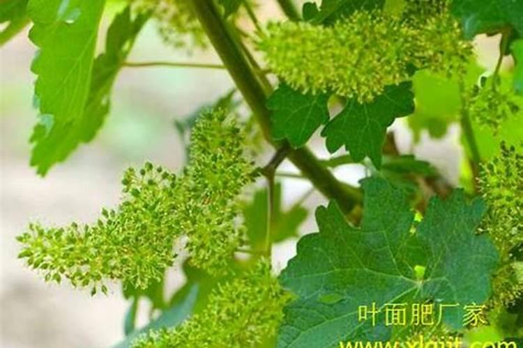 香蕉施什么肥最好